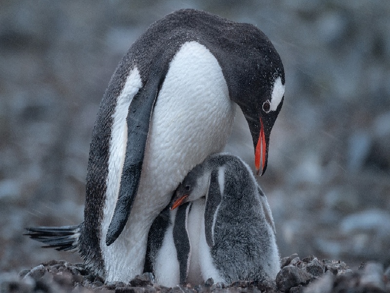 陈女士成功案例